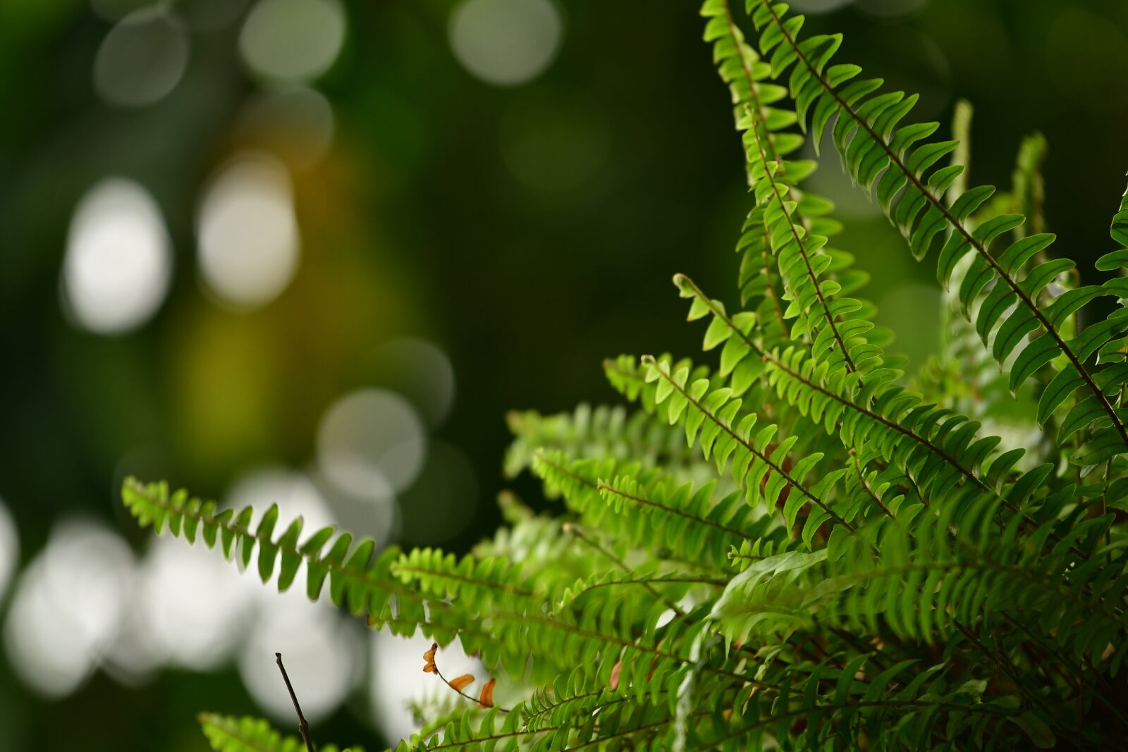 Nikon D500 sample photo. Green, leaf, fern photography