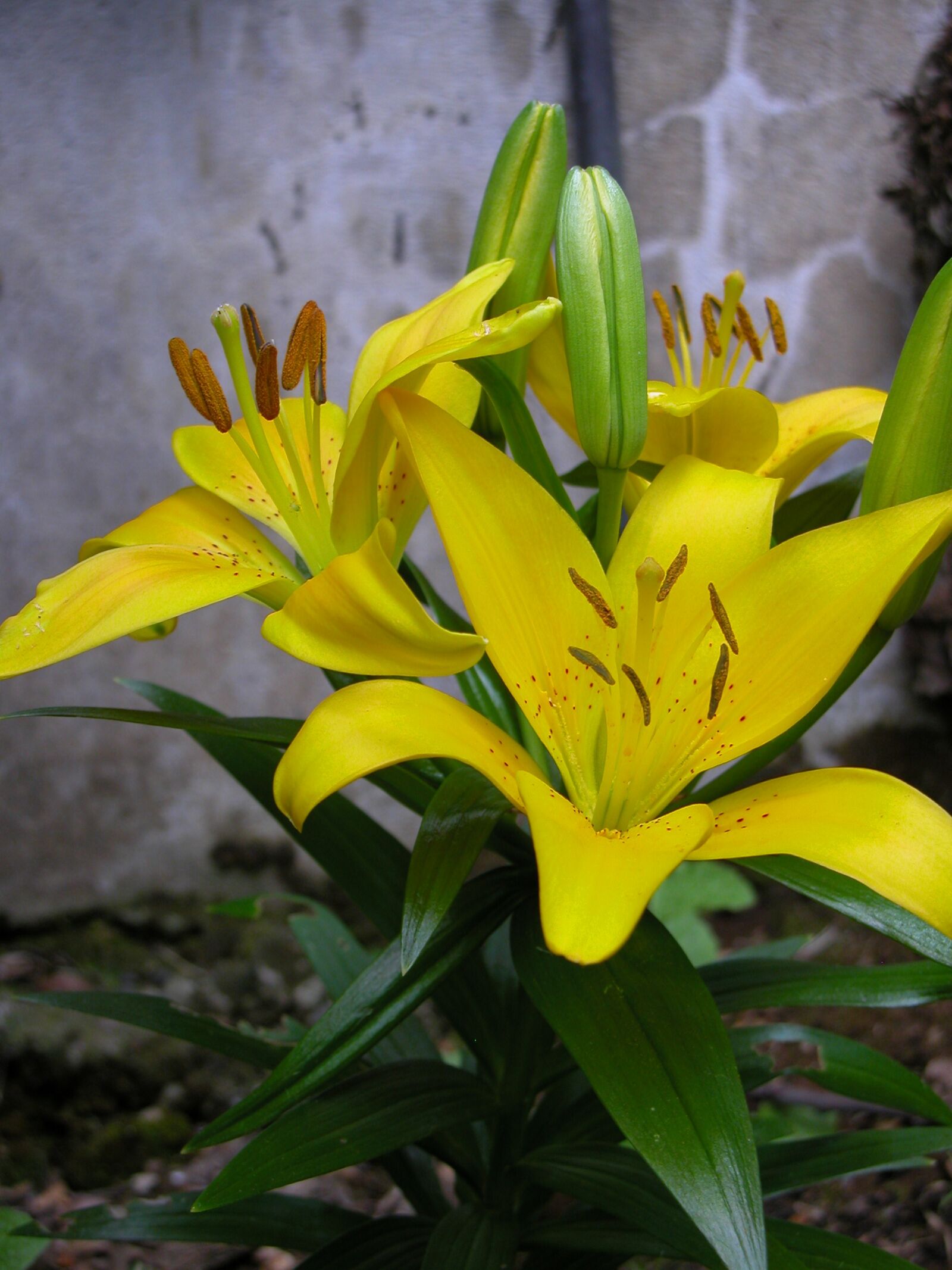 Nikon E5700 sample photo. Lily, yellow, flower photography