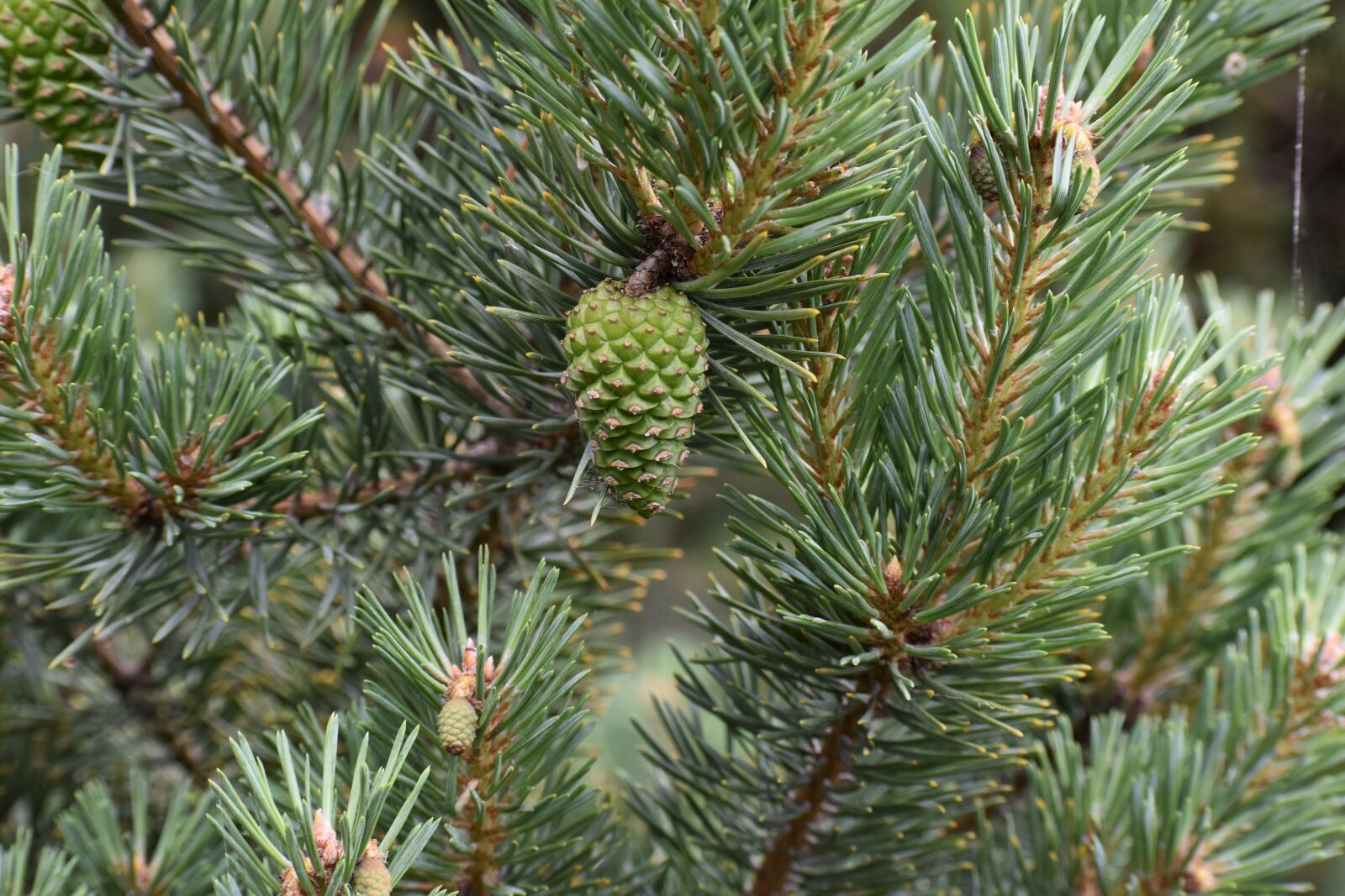 Nikon D3500 sample photo. Tree, pinecone, nature photography