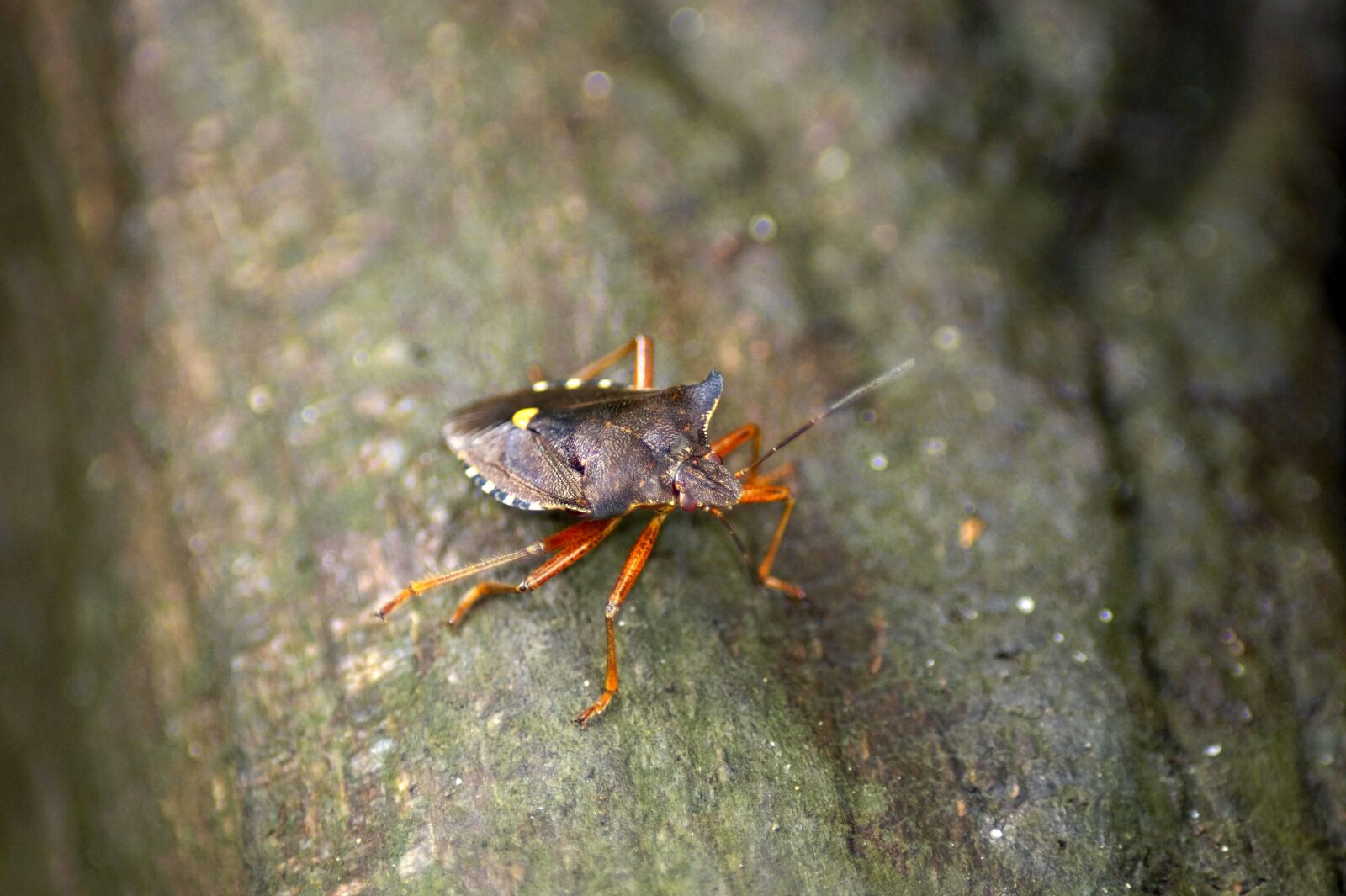 Sony SLT-A58 sample photo. Red legged tree bug photography