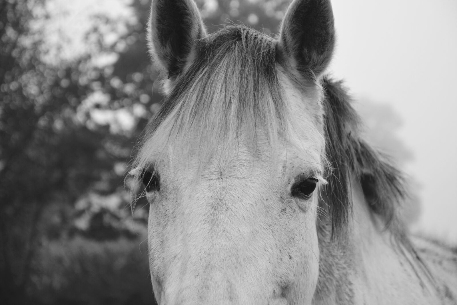 Nikon D5200 sample photo. Horse, photo black white photography
