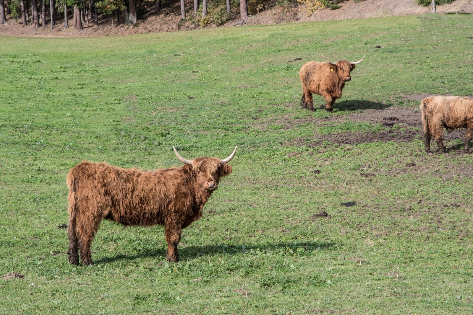 Nikon D500 sample photo. Beef, pasture beef, highland photography
