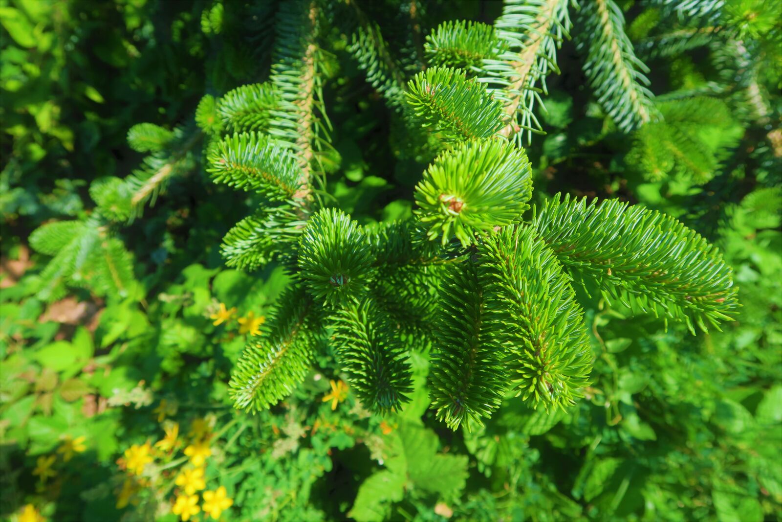 Canon PowerShot G7 X sample photo. Tree, branch, fir photography