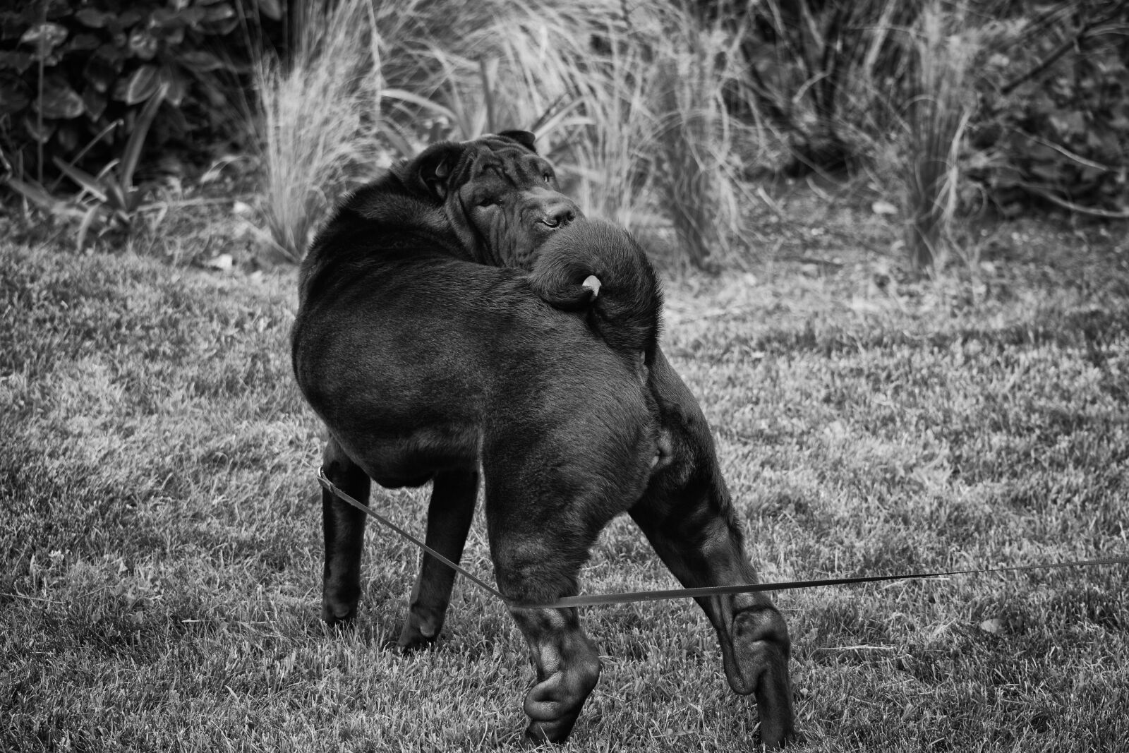 Nikon D5200 sample photo. Dog, sharpei, animal photography