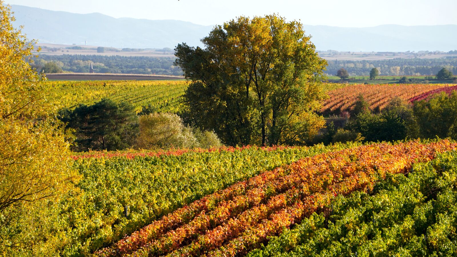 Sony E 55-210mm F4.5-6.3 OSS sample photo. Vineyards, autumn, wine photography