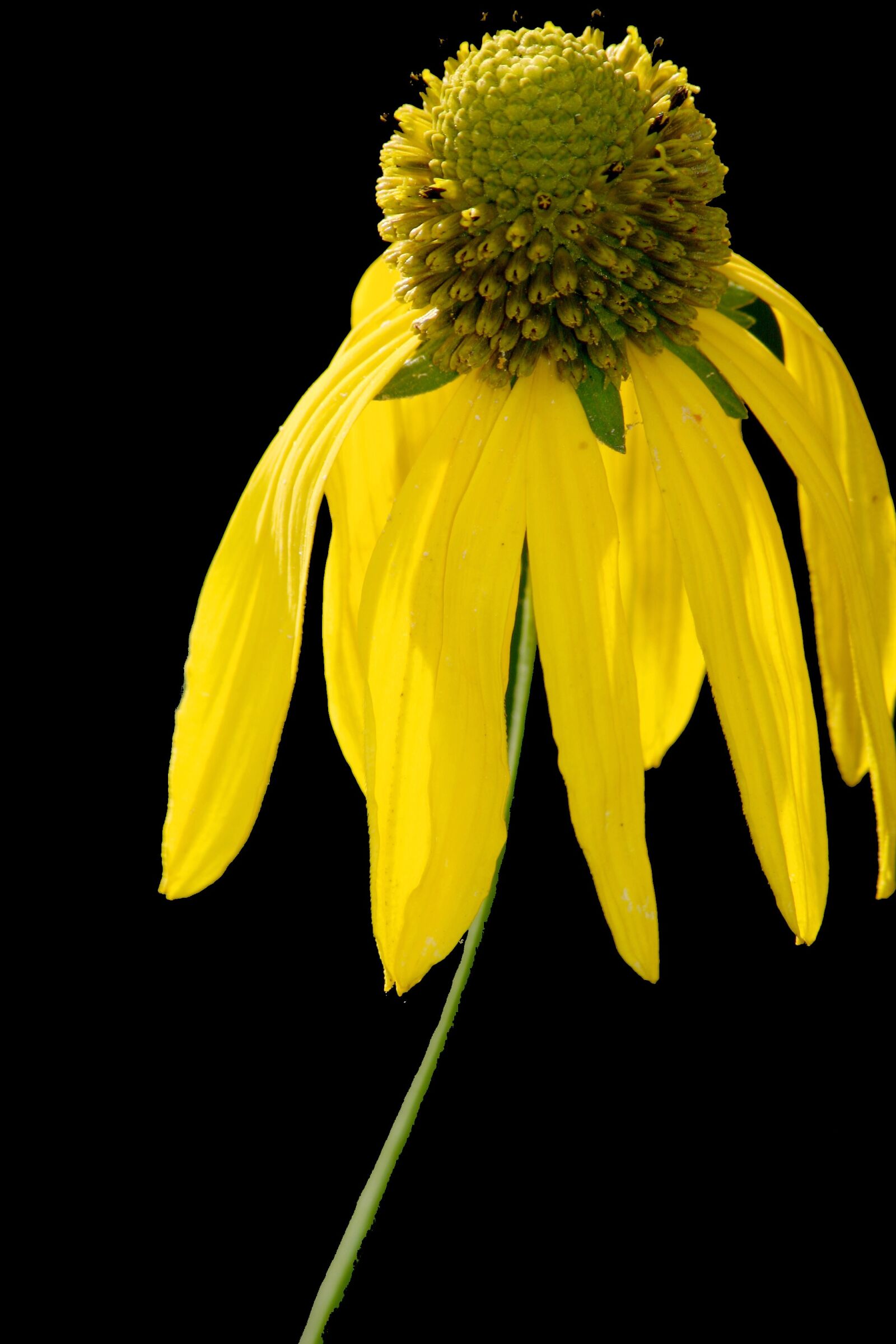 Canon EOS 300D (EOS Digital Rebel / EOS Kiss Digital) sample photo. Coneflower, yellow, macro photography