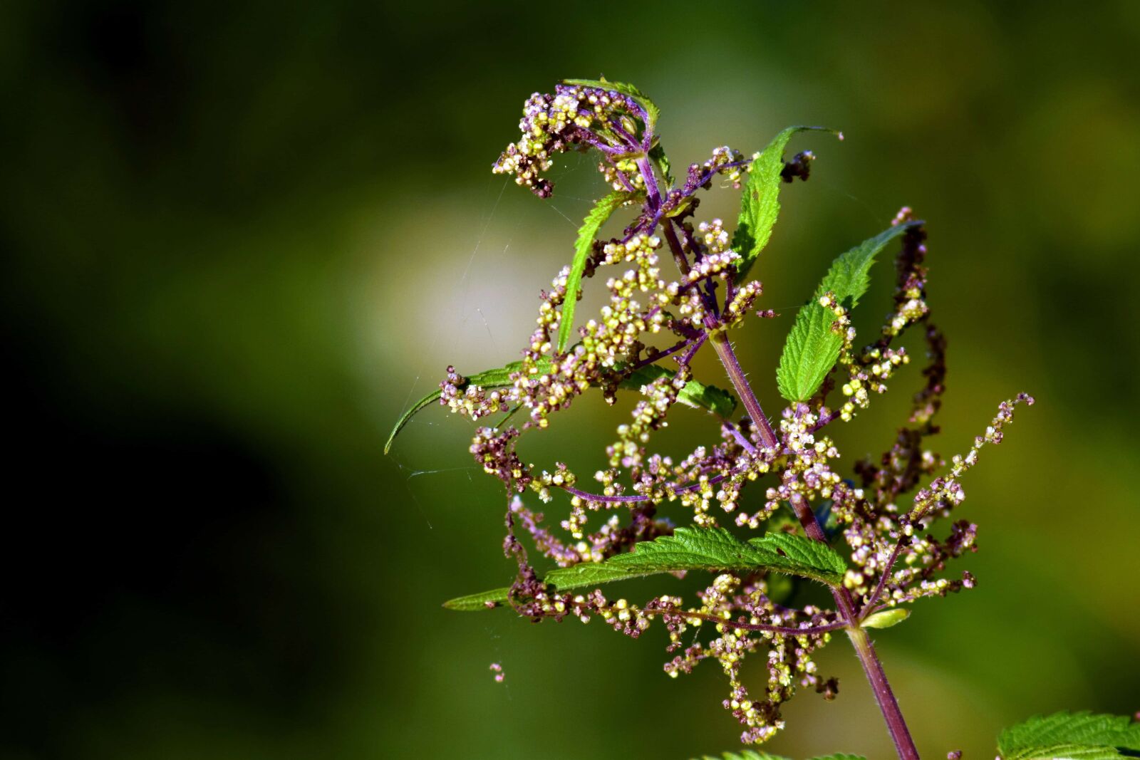 Nikon D3300 sample photo. Flower, macro, daylight, outdoor photography