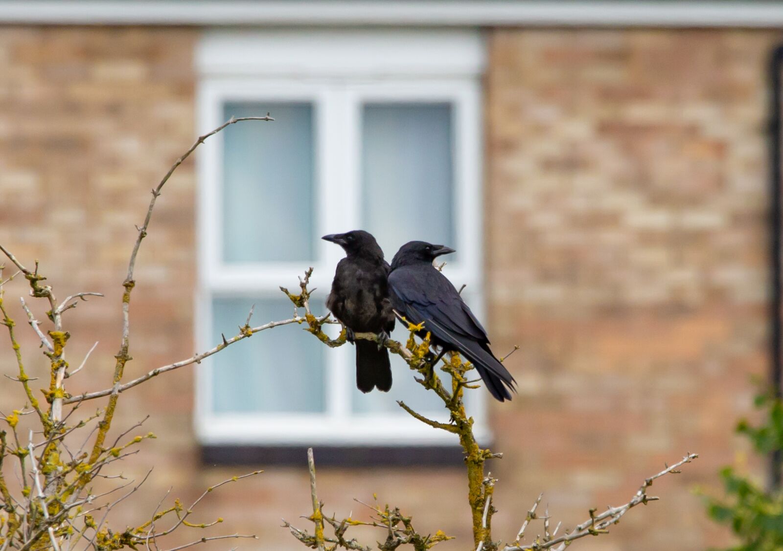 150-600mm F5-6.3 DG OS HSM | Contemporary 015 sample photo. Crows, corvids, crows in photography