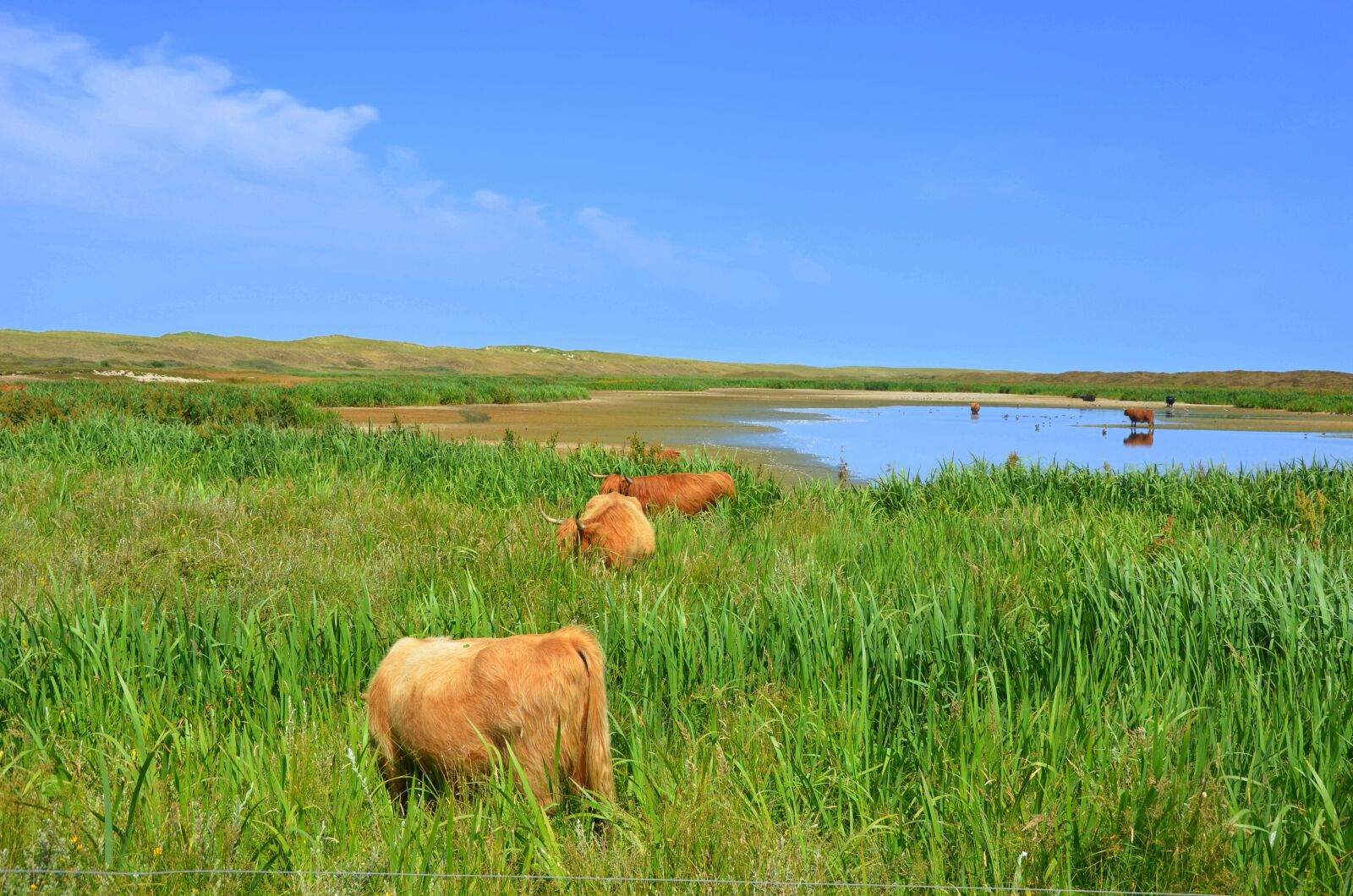 Nikon D5100 sample photo. Beef, pasture, landscape photography