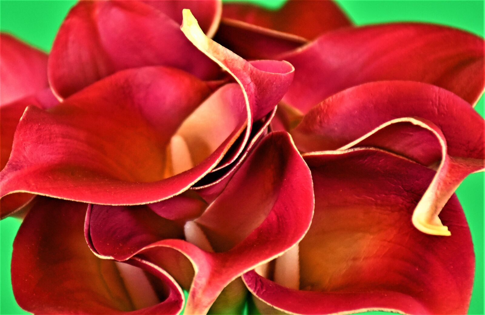 Nikon D5500 sample photo. Calla lily, lily, calla photography