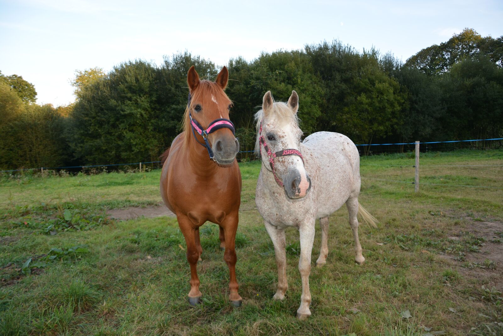 Nikon D5200 sample photo. Horses, horse, horse color photography