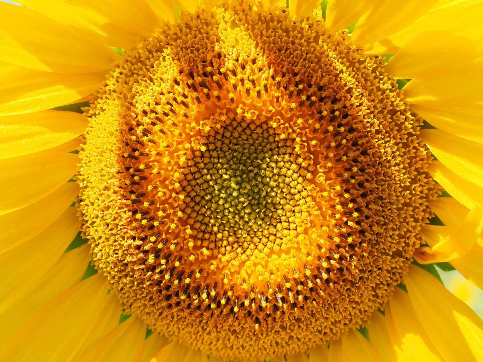Olympus OM-D E-M1 + Olympus M.Zuiko Digital ED 12-40mm F2.8 Pro sample photo. Sunflower, inflorescence, flower basket photography