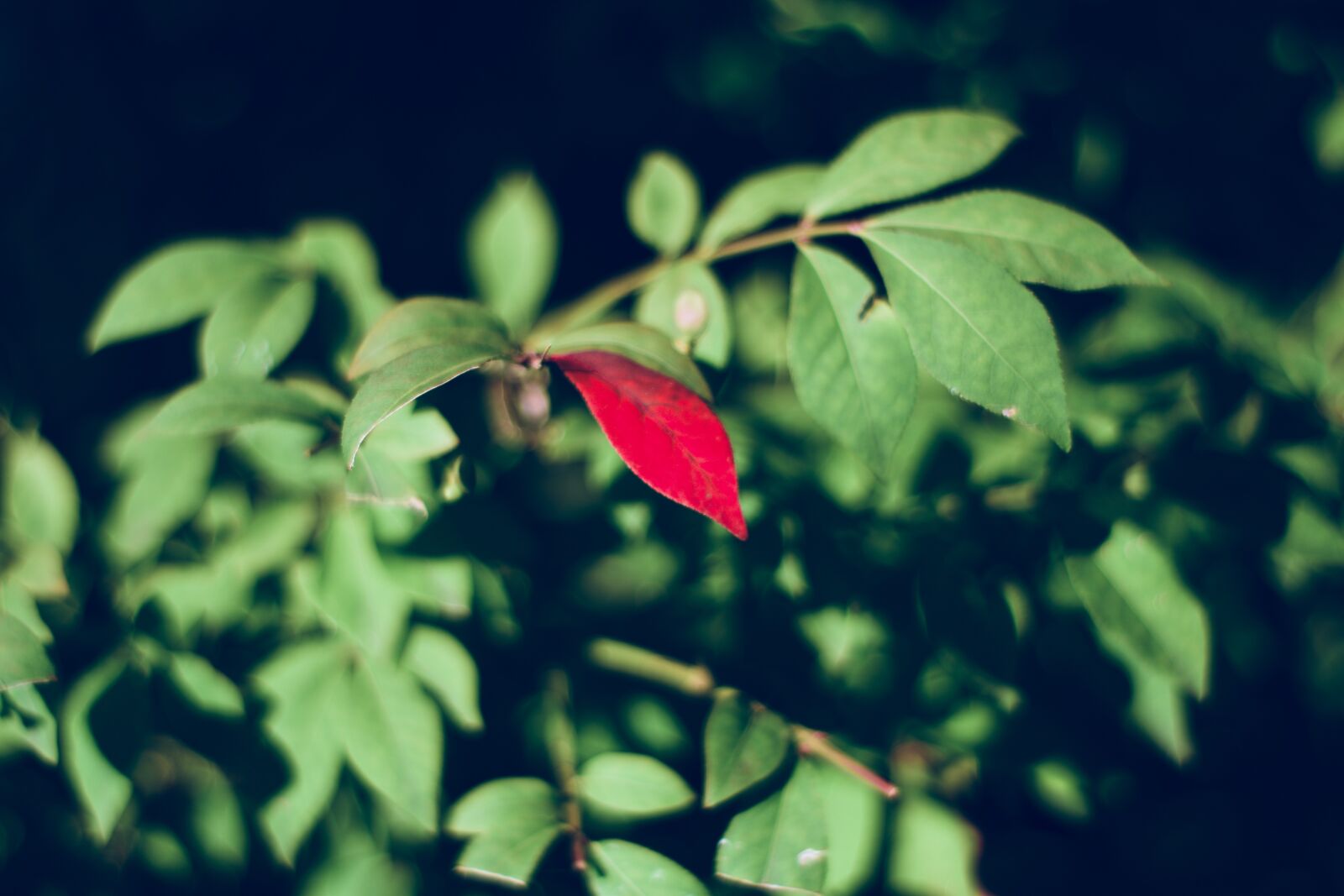 Nikon D5600 sample photo. Leaves, odd, single red photography