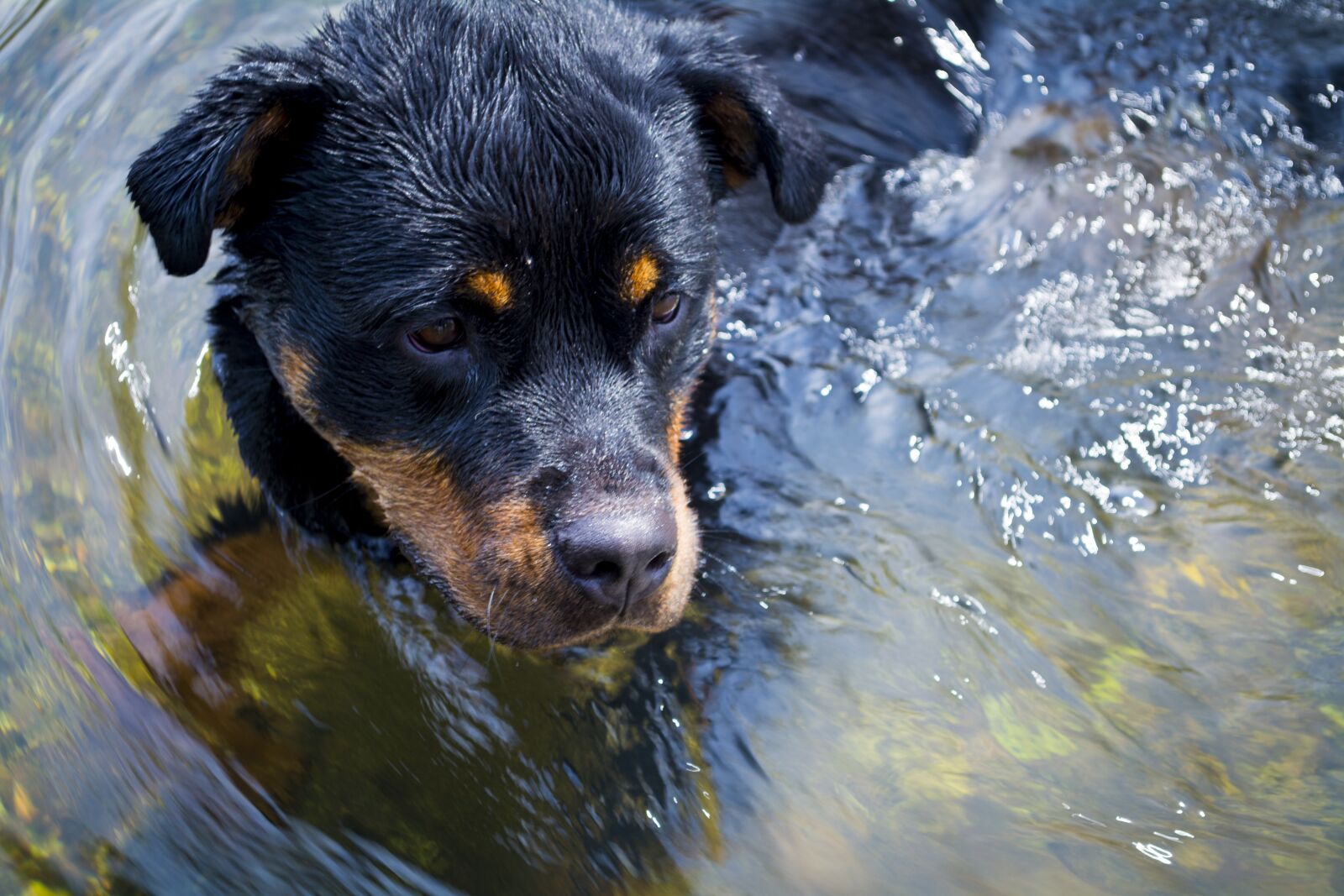 Nikon D5200 sample photo. Rottweiler, puppy, dog photography