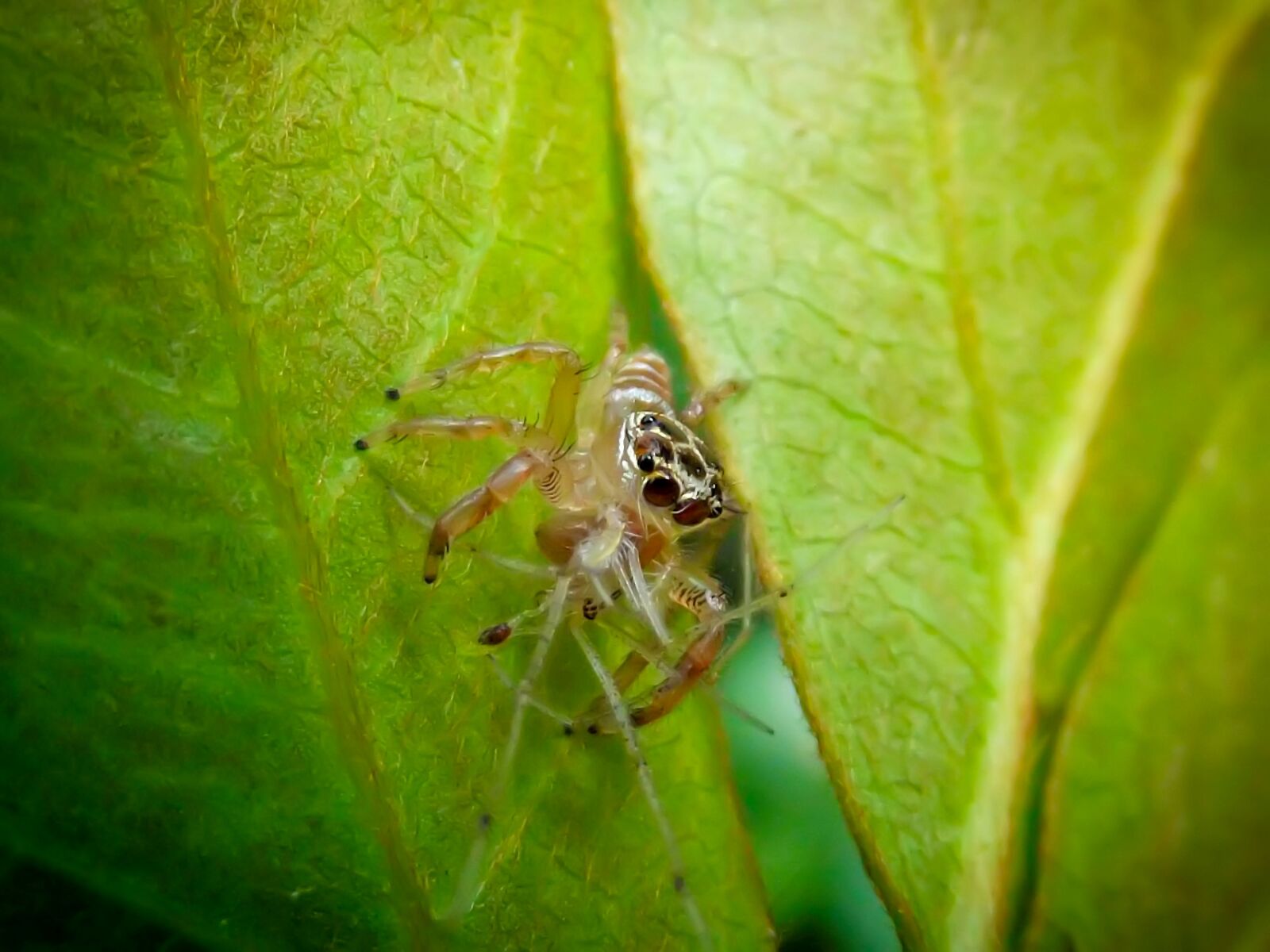Fujifilm FinePix S2960 sample photo. Jumping spider, salticidae, harmless photography