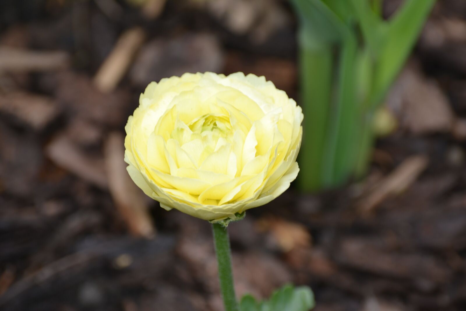 Nikon D3100 sample photo. Blossom, bloom, white photography