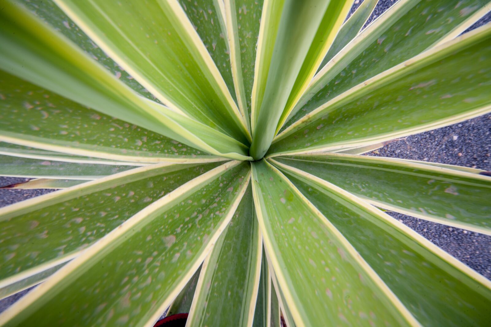 Canon EOS 5D sample photo. Cactus, plant, nature photography