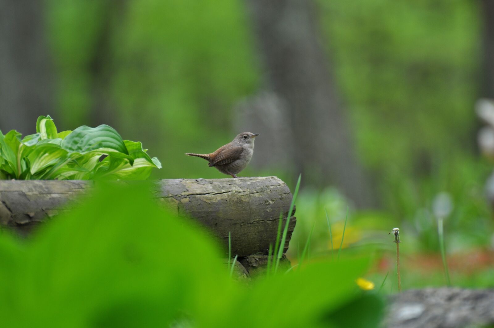 Nikon D5000 sample photo. Nature, outdoors, wildlife photography