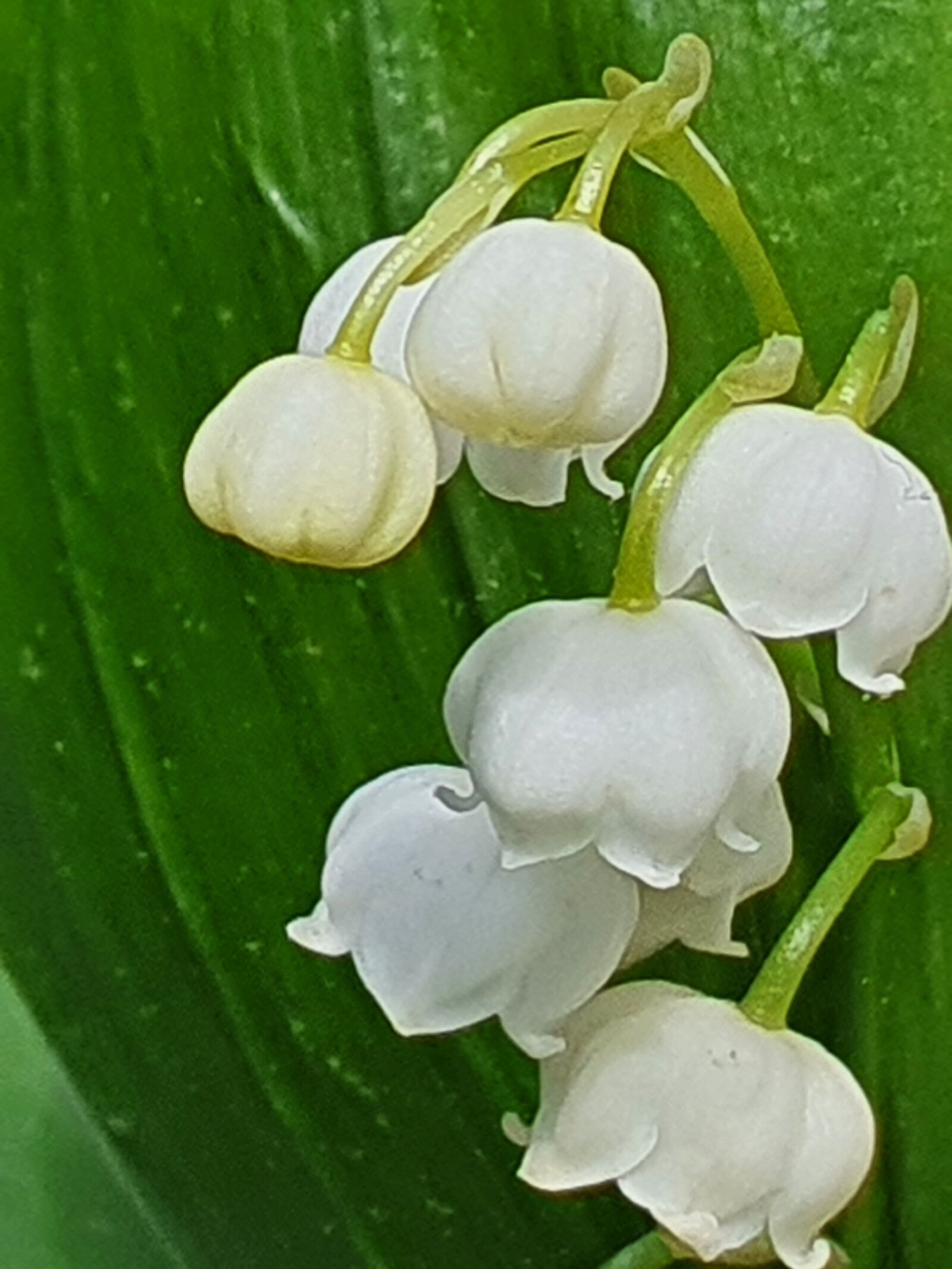 Samsung Galaxy S10+ sample photo. Flowers, lily of the photography