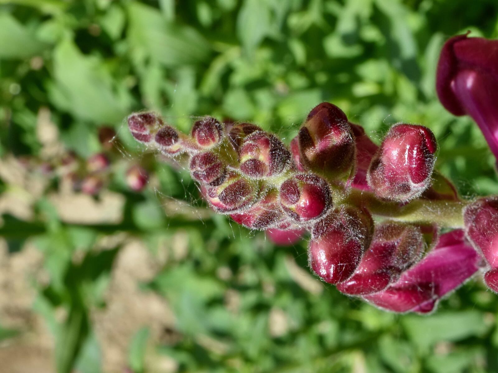 Nikon D5500 sample photo. Flower garden, horizontal, herb photography