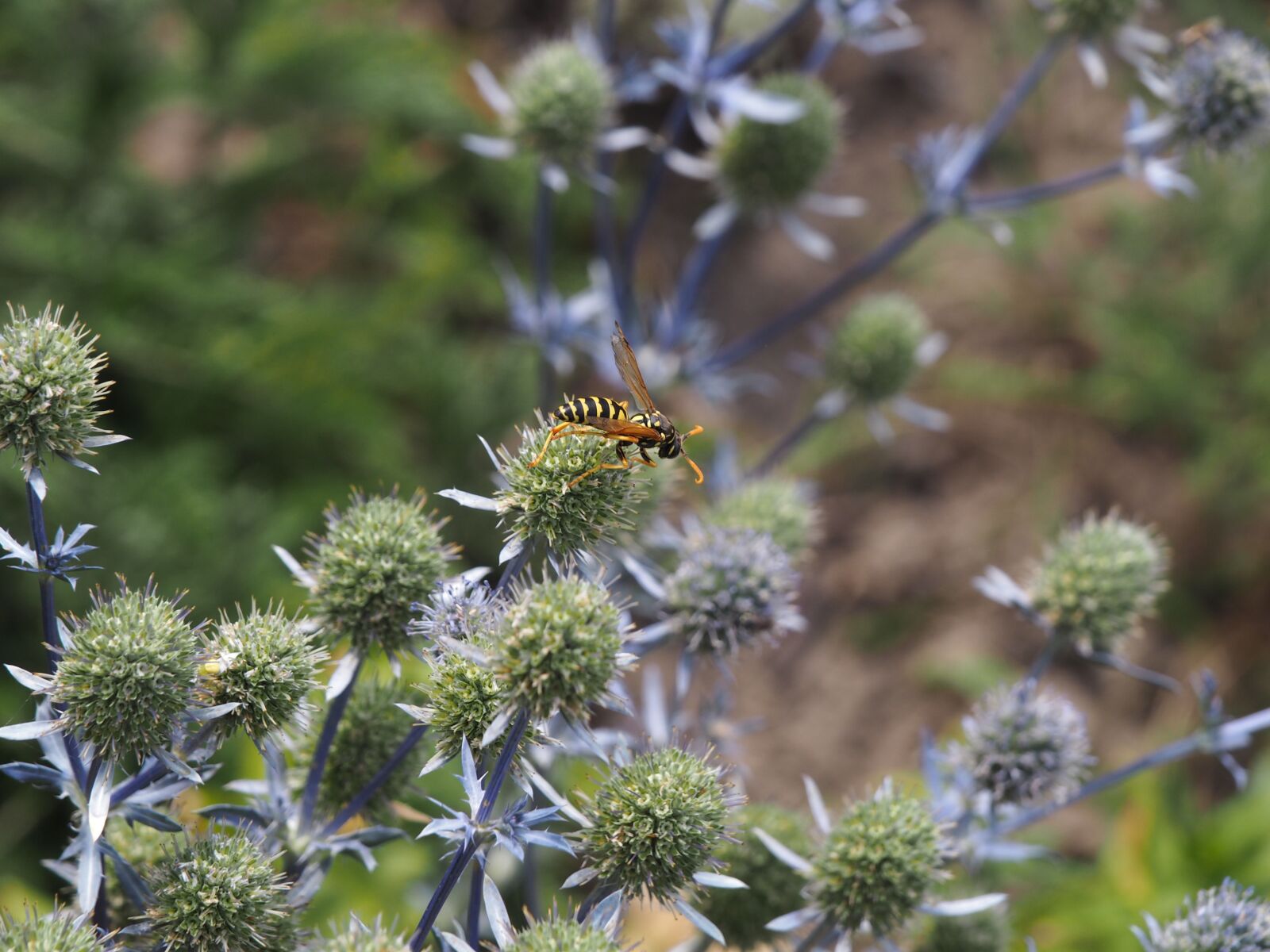 Olympus PEN E-PL7 sample photo. Wasp, flower, thistle photography
