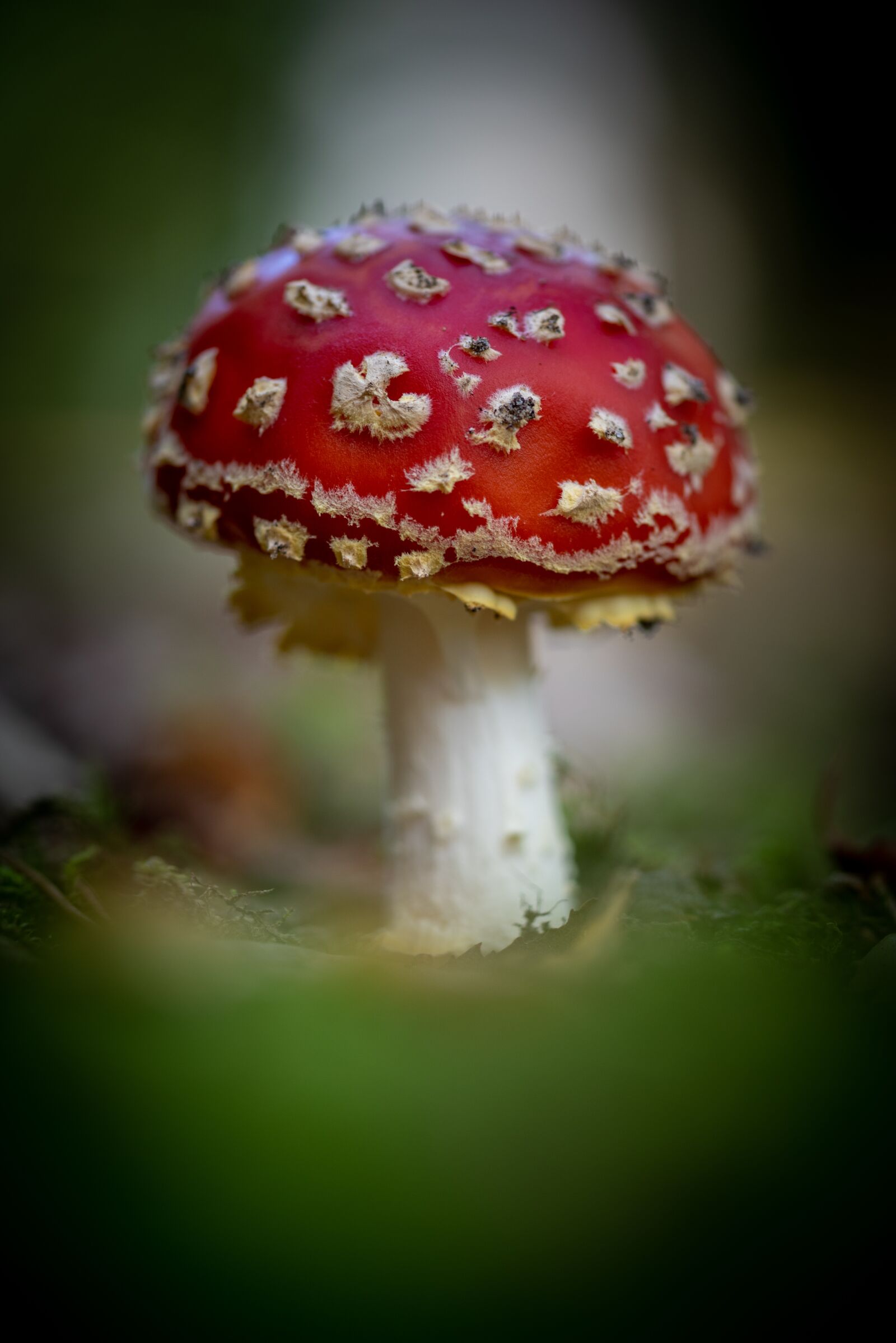 Nikon D750 sample photo. Mushroom, nature, red with photography