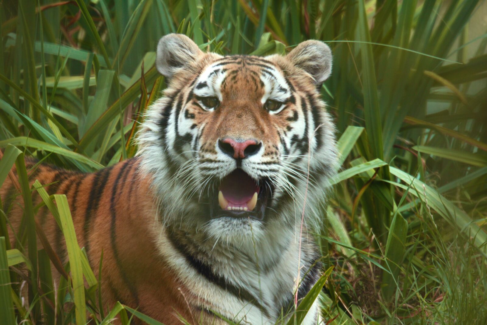 Canon EOS 50D sample photo. Tiger, looking, stare photography