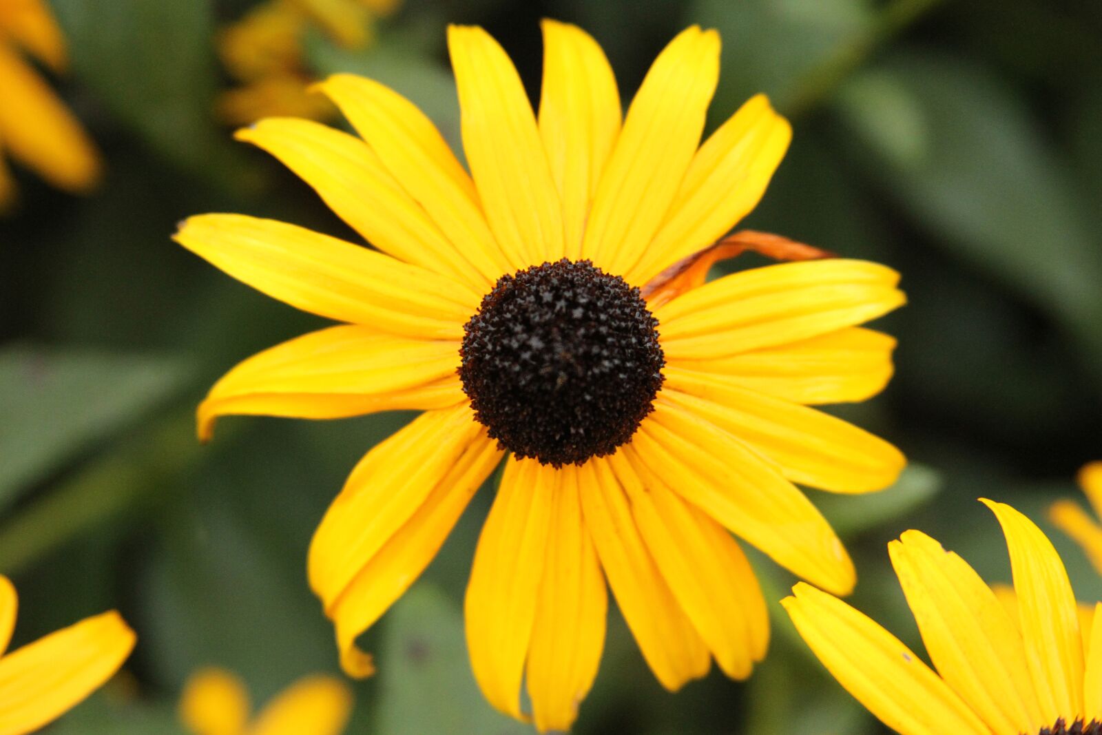 Canon EOS 7D sample photo. Flower, yellow, daisy photography