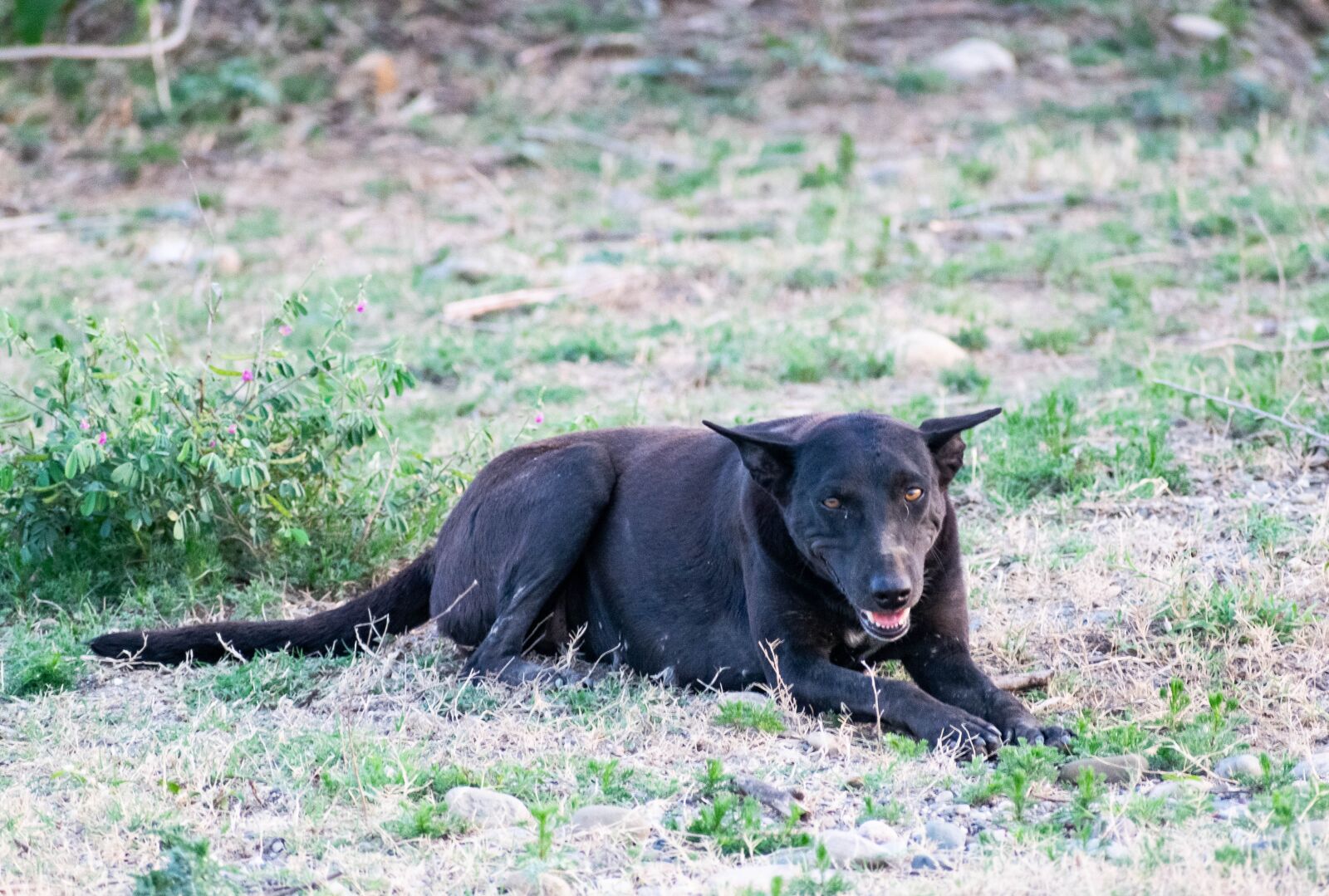 Nikon D3300 sample photo. Stray dog, dog, street photography