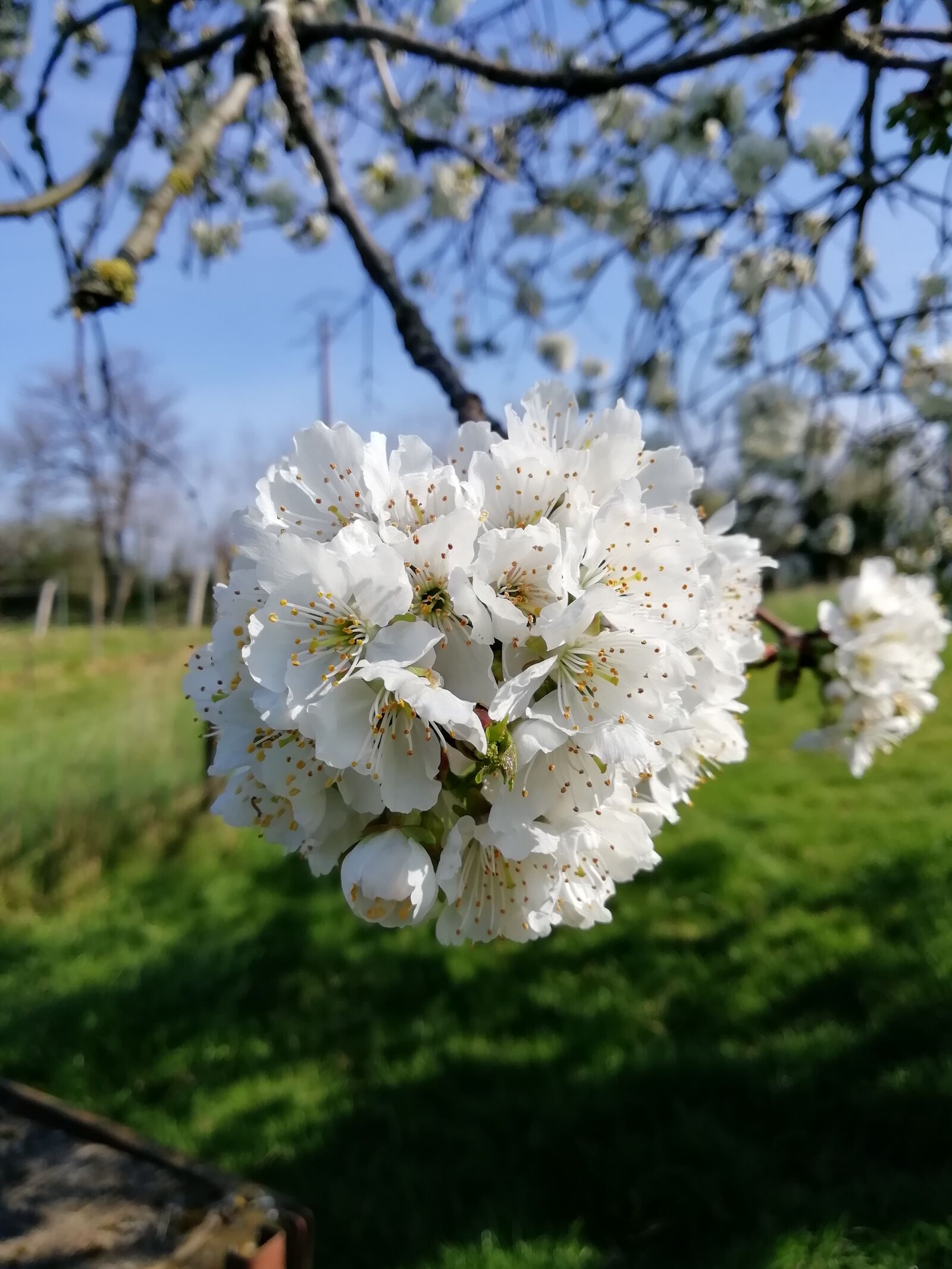 HUAWEI FIG-LX1 sample photo. Flowers, cherry, spring photography