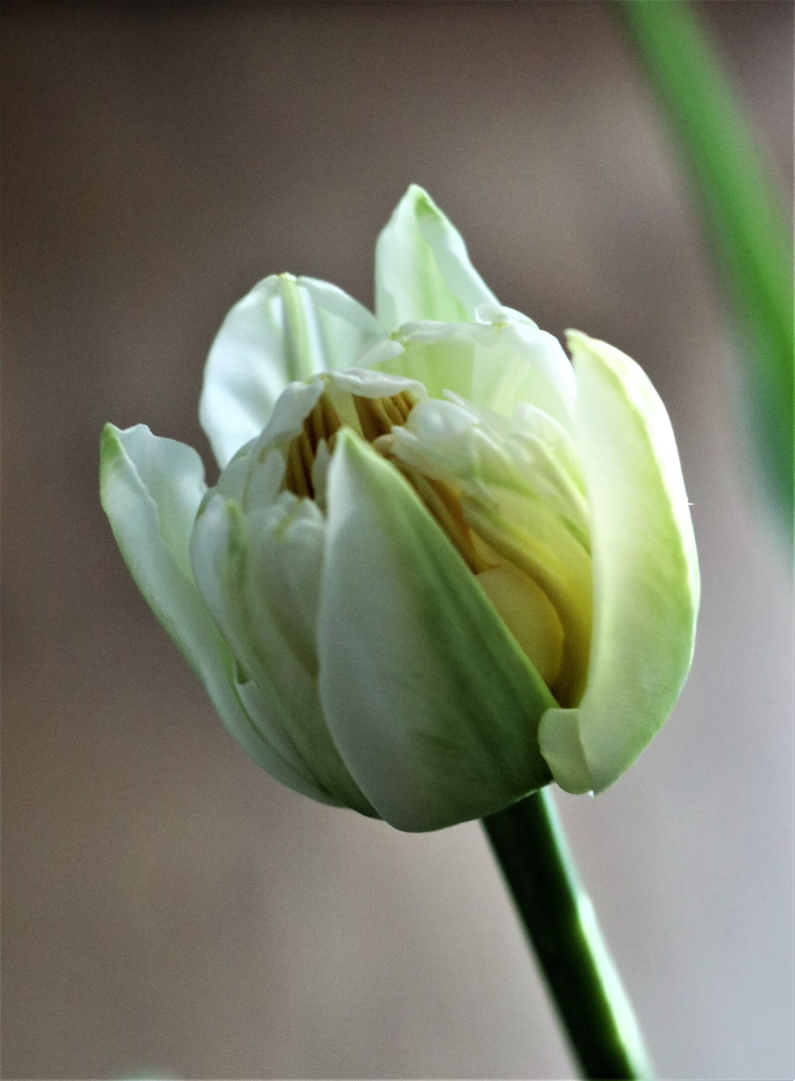 Canon EF-M 18-150mm F3.5-6.3 IS STM sample photo. Tulip, white, flower photography