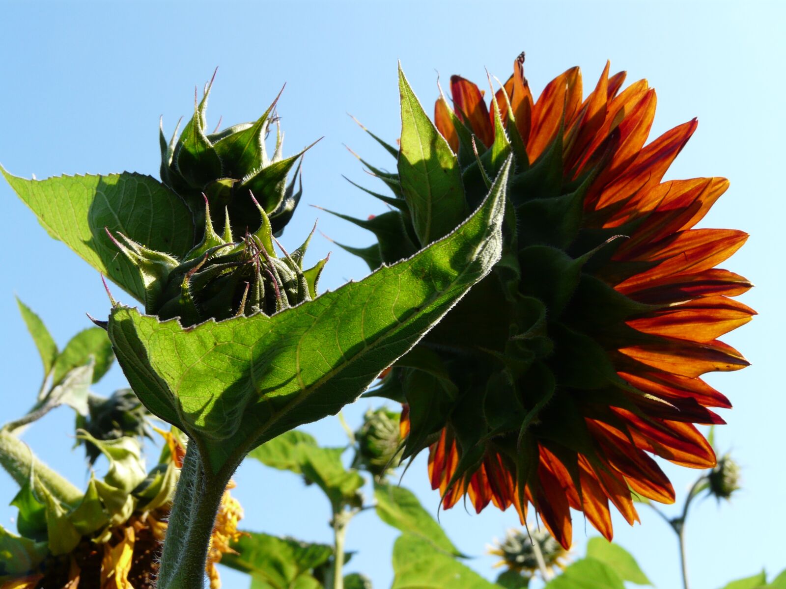 Panasonic DMC-FZ18 sample photo. Sunflower, sun, light photography