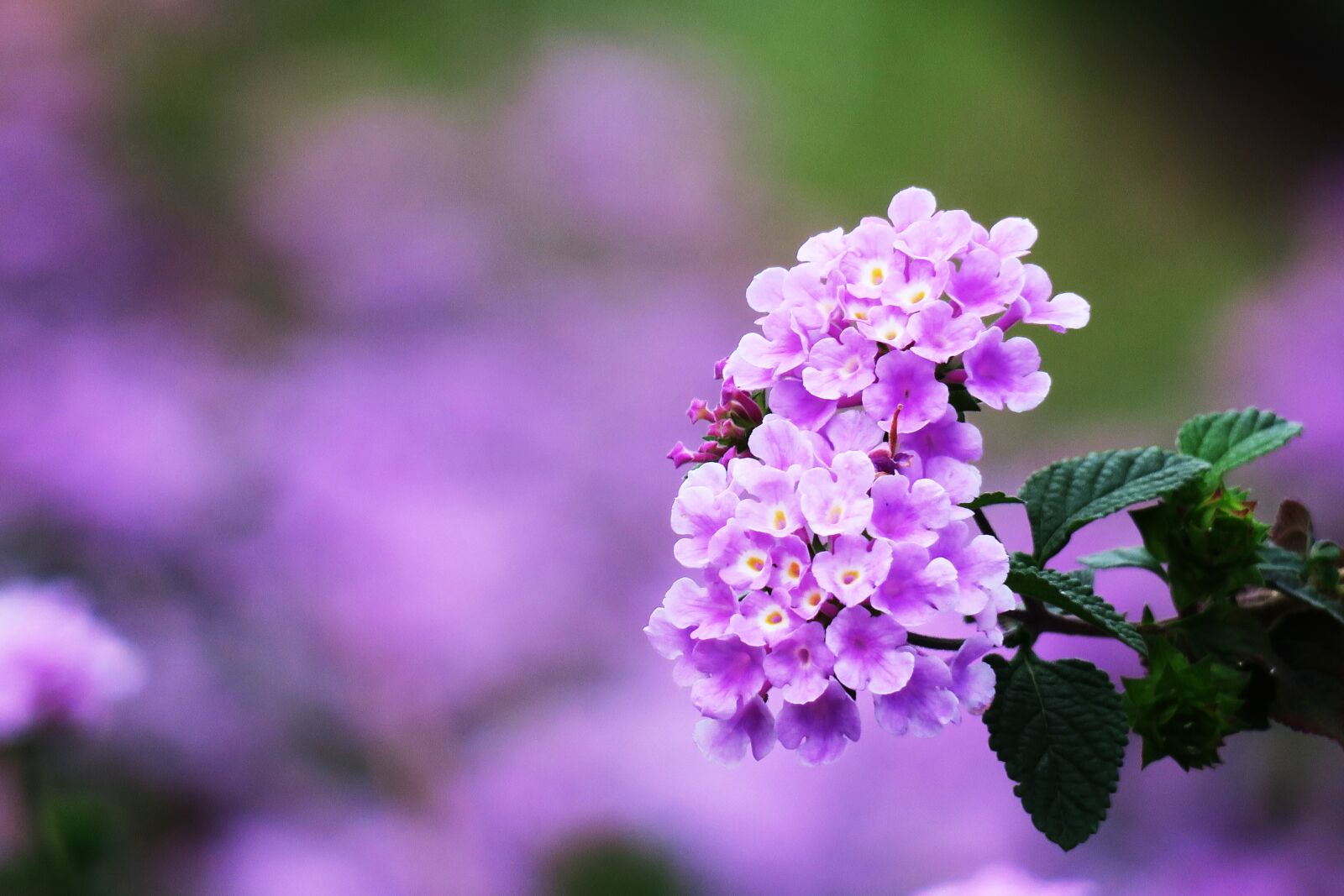 Canon PowerShot G3 X sample photo. Lantana, purple, green photography