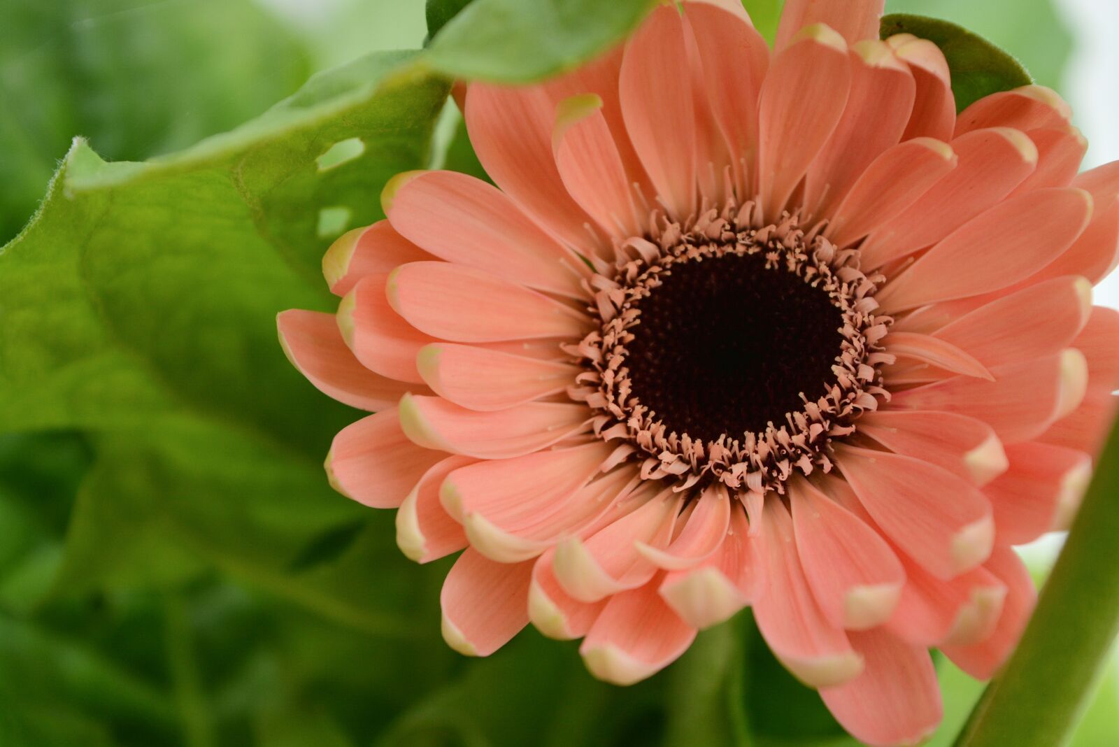 Nikon D5200 sample photo. Flora, nature, flower photography