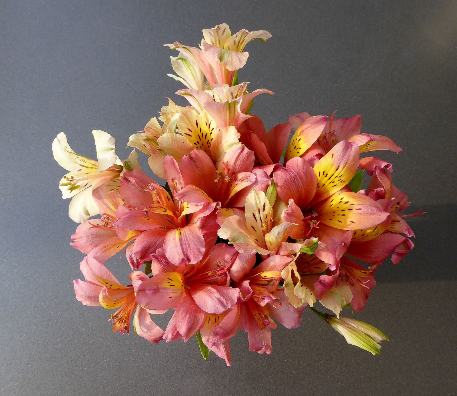 Panasonic DMC-TZ61 sample photo. Bouquet, close up, flowers photography
