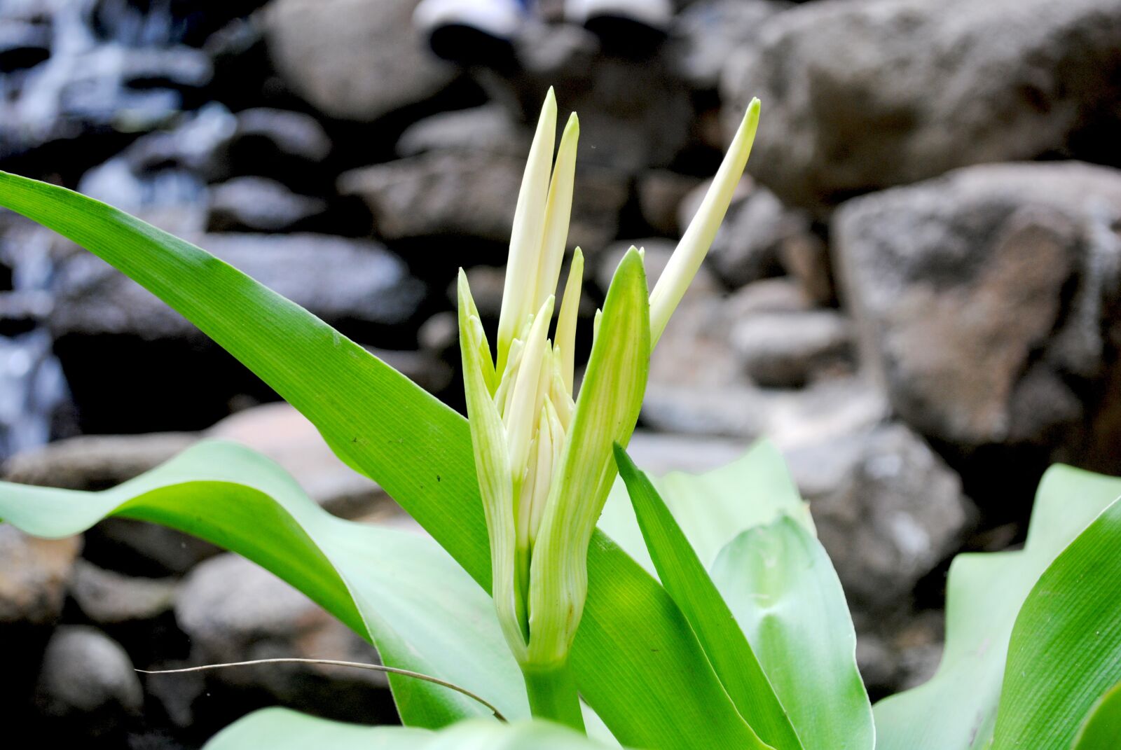 Nikon D3000 sample photo. Flowers, green, nature photography