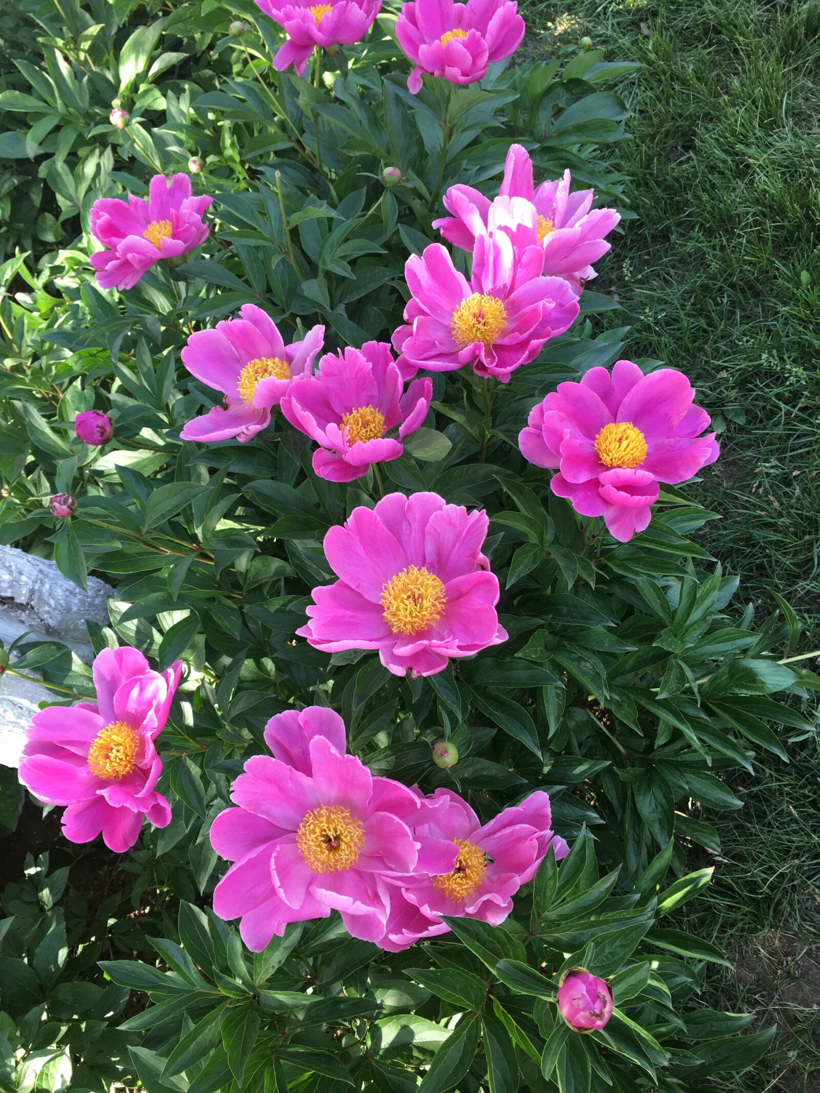 Apple iPhone 6s Plus sample photo. Flower, grass, mein photography