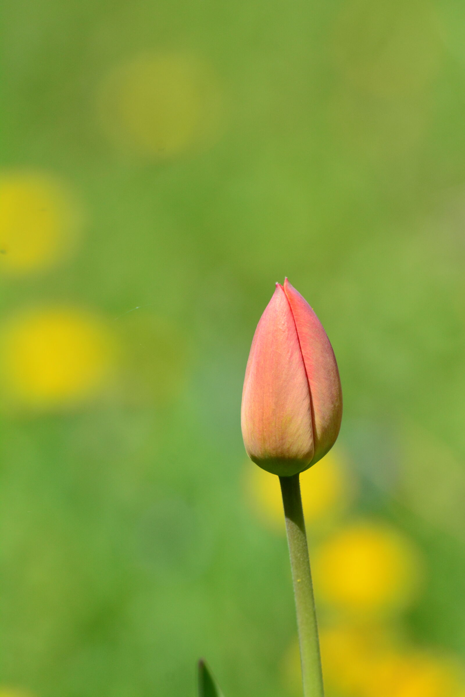 Nikon D7100 sample photo