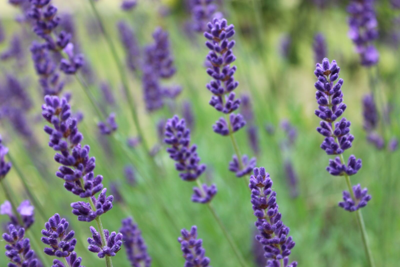 Canon EOS 600D (Rebel EOS T3i / EOS Kiss X5) sample photo. Lavender, provence, perfume photography
