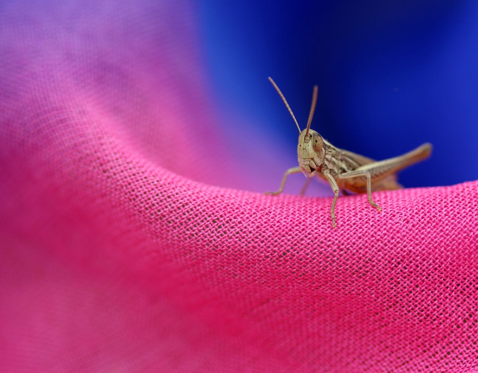 Canon EF-S 60mm F2.8 Macro USM sample photo. Cicada, scarf, rest photography