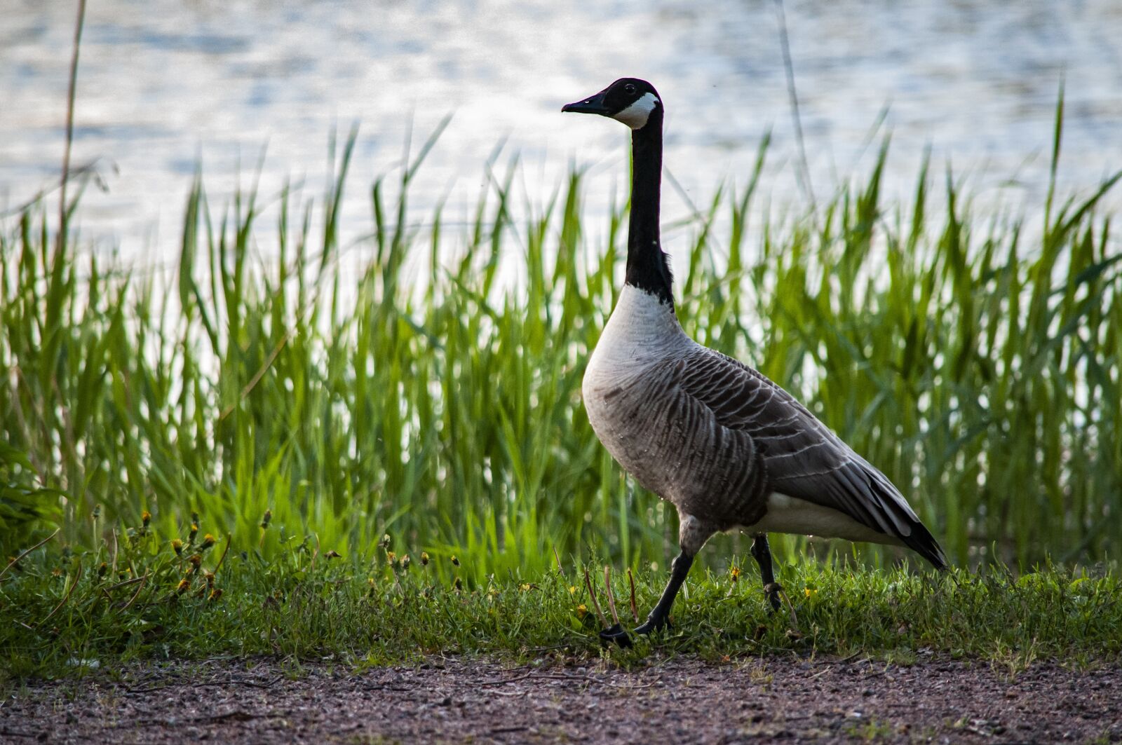 Nikon D5000 sample photo. Canada goose, goose, bird photography
