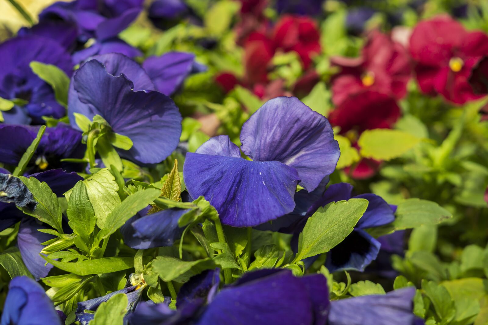Sony a6300 + Sigma 30mm F2.8 EX DN sample photo. Colorful, plant, flowers photography