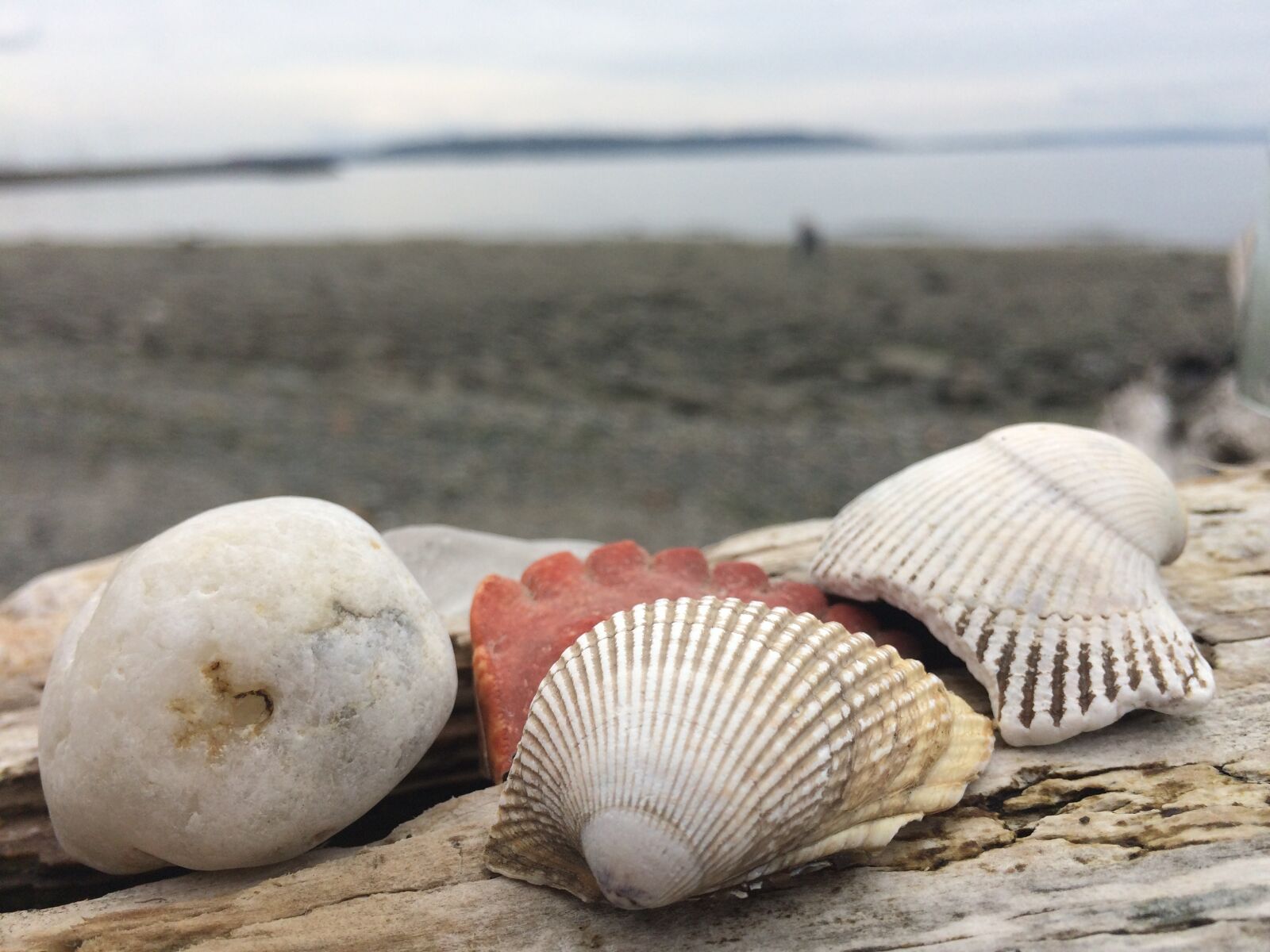 iPhone 5s back camera 4.15mm f/2.2 sample photo. Sea, shells, ocean photography