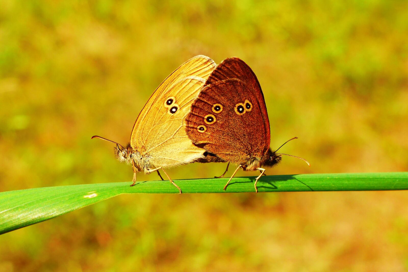 Panasonic Lumix DMC-FZ200 sample photo. Przestrojnik lawn, copulation, butterfly photography