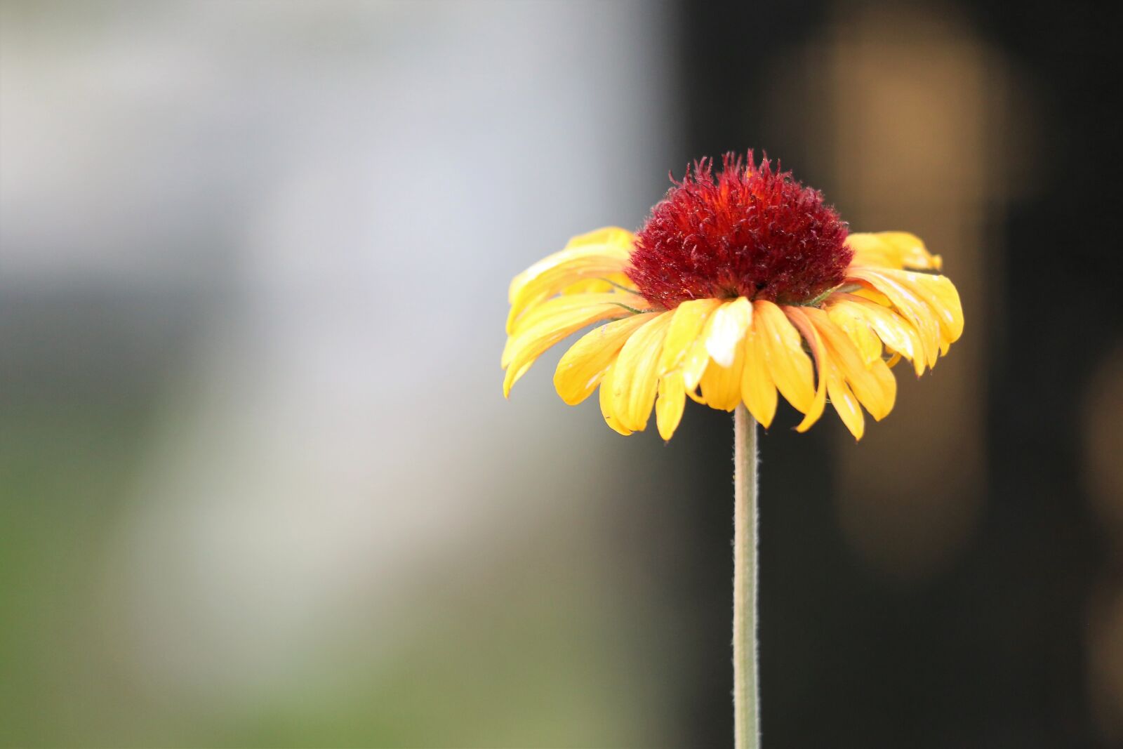 Canon EF 70-300 F4-5.6 IS II USM sample photo. Blanket flower, gaillardia aristata photography