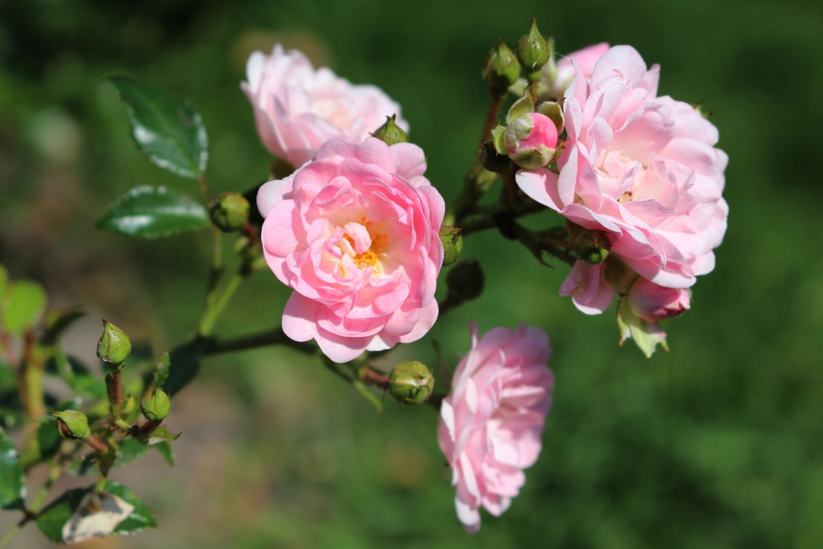 Canon EOS 700D (EOS Rebel T5i / EOS Kiss X7i) sample photo. Roses, rose, flowers photography