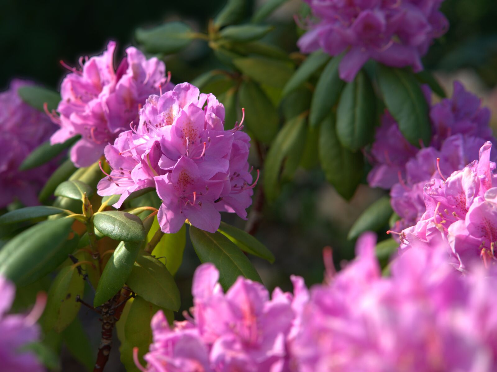 Sony a7 II sample photo. Rhododendron, flower, blossom photography