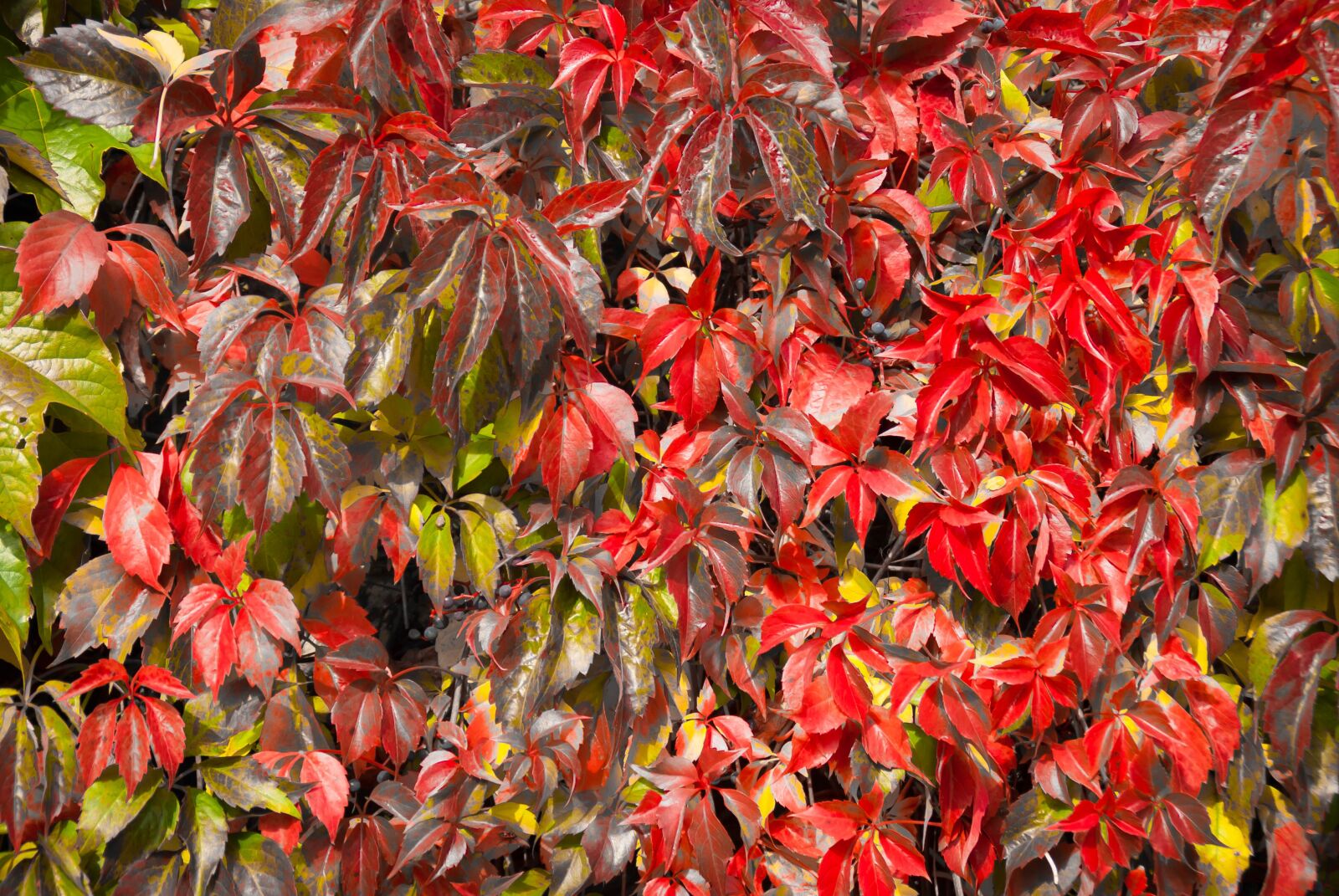Nikon D80 sample photo. Grown, leaves, red photography