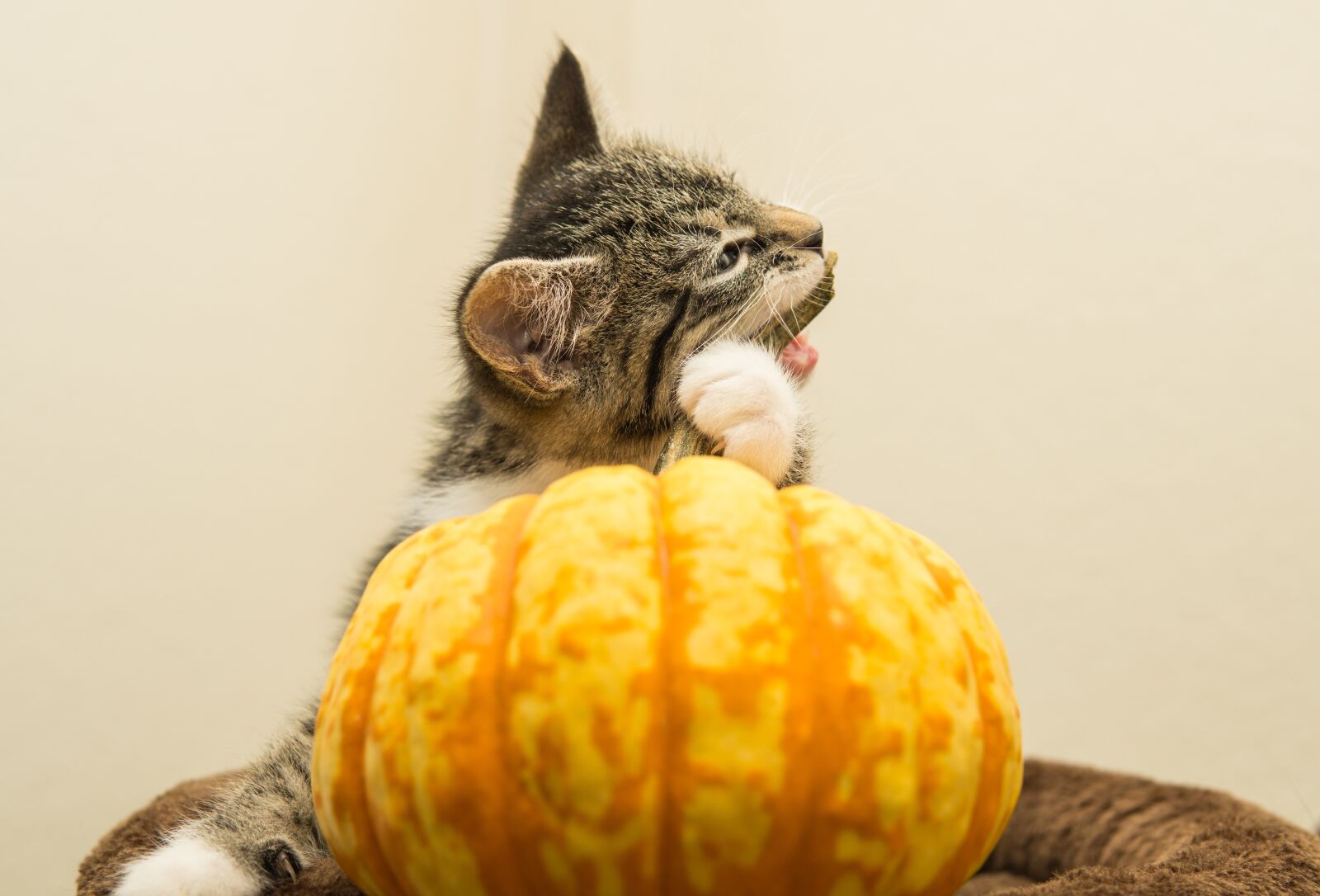30mm F1.4 DC DN | Contemporary 016 sample photo. Cat, pumpkin, small photography