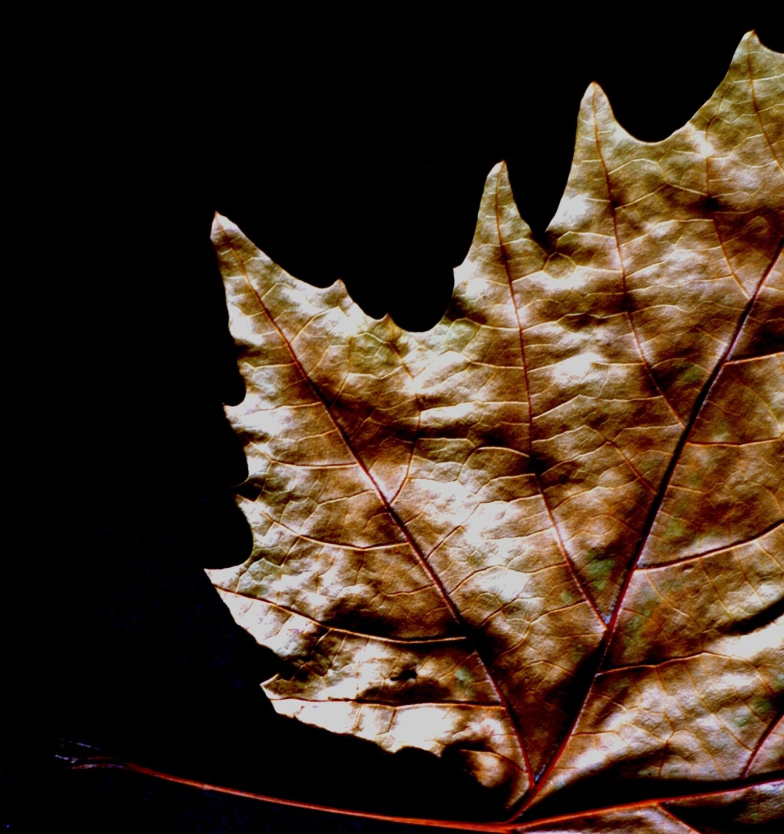 Nikon D200 sample photo. Nature, sheet, sycamore photography